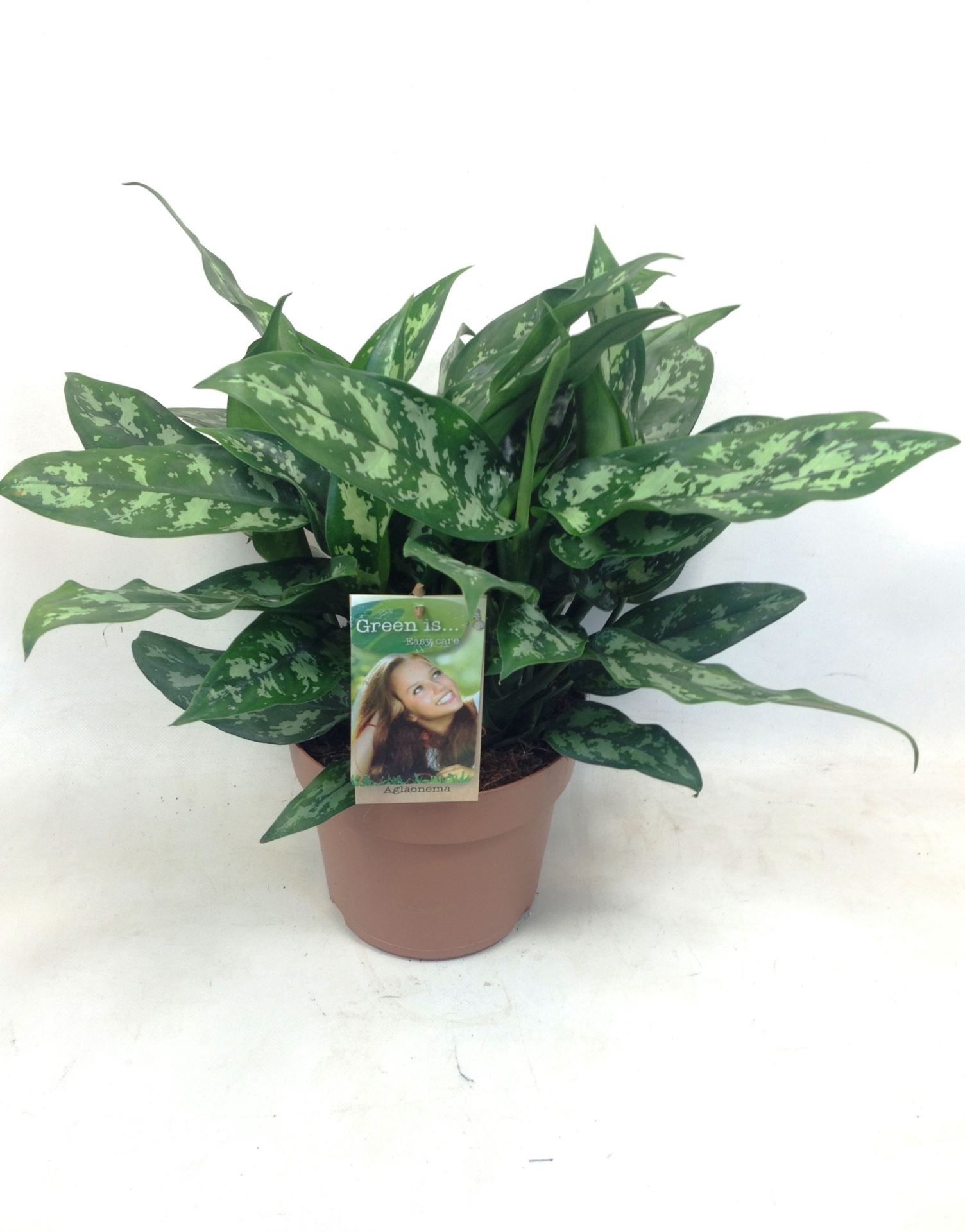 Aglaonema vittatum