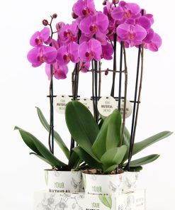 Orchids