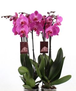 Phaleonopsis purple