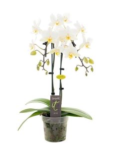 Phaleonopsis white 2 branch
