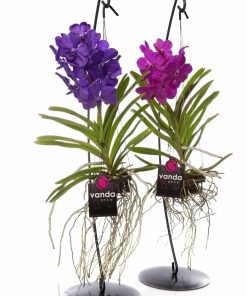 Vanda Orchid on Stand