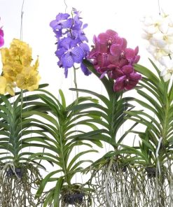 Vanda Orchids