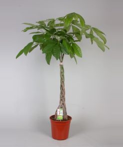 Pachira aquatica 150cm