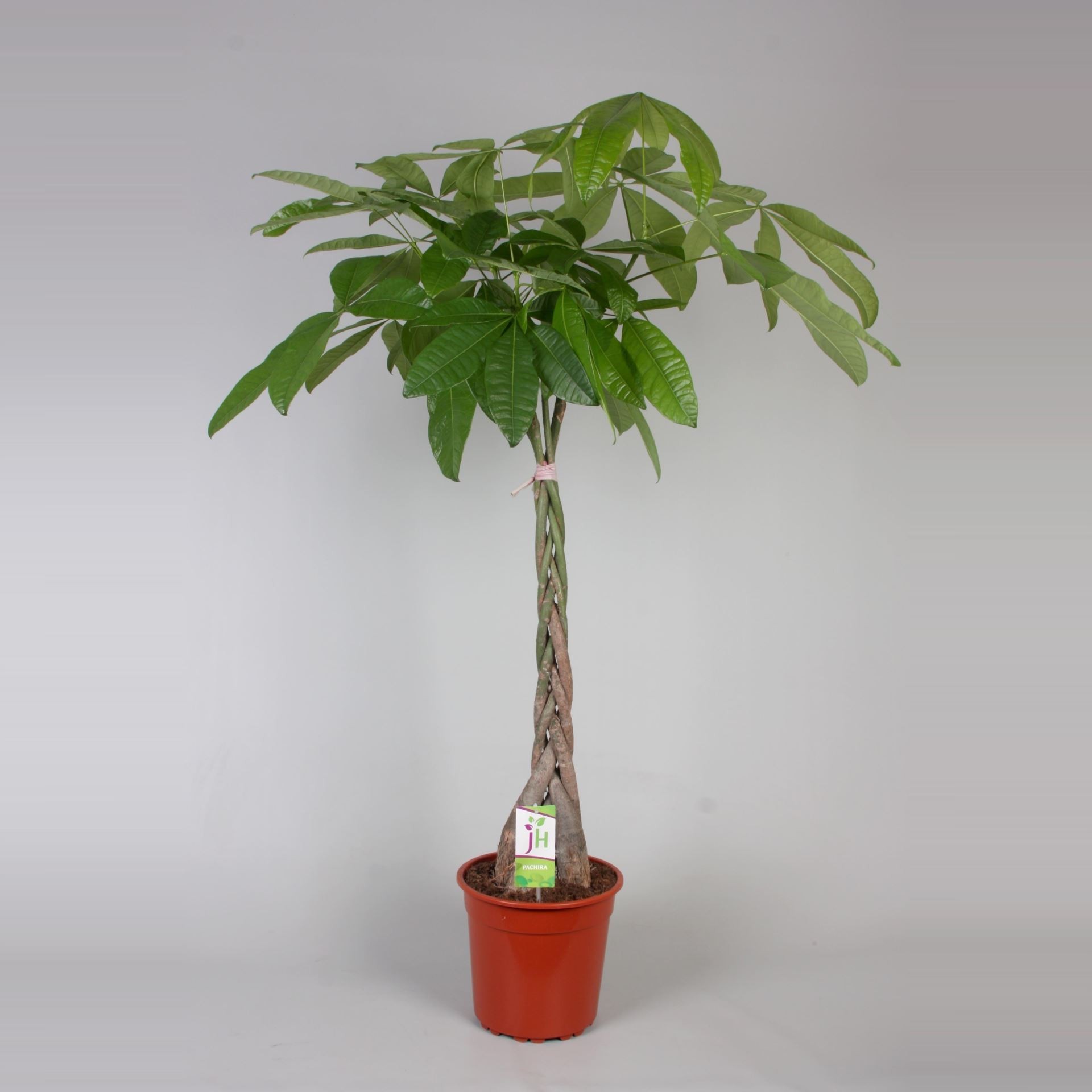 Pachira aquatica 150cm