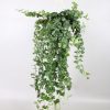 Hedera wonder