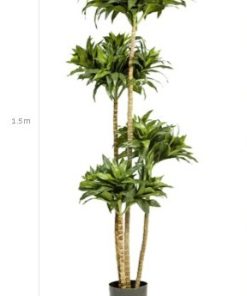 Silk Dracaena compacta