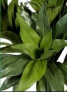 Alternative view of Silk Dracaena compacta