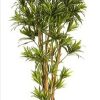 Silk Dracaena reflexa