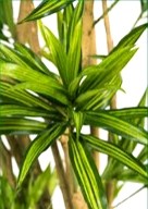 Alternative view of Silk Dracaena reflexa