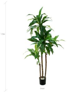 Solk Dracaena fragans