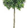 Silk bay leave tree